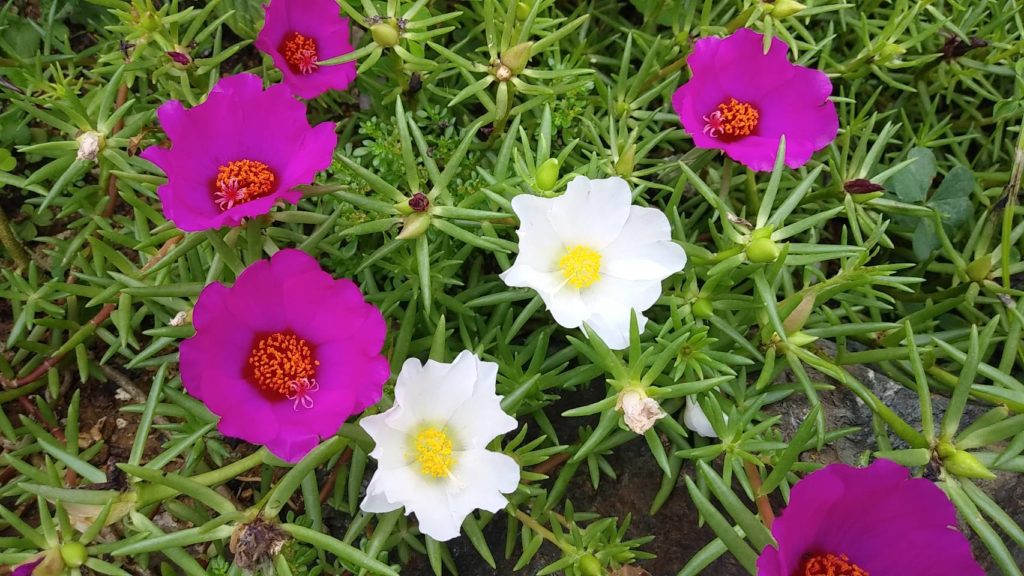 夏に咲く花 沖縄ではこんな花が咲いてます カウンセリング スペース ガーデン